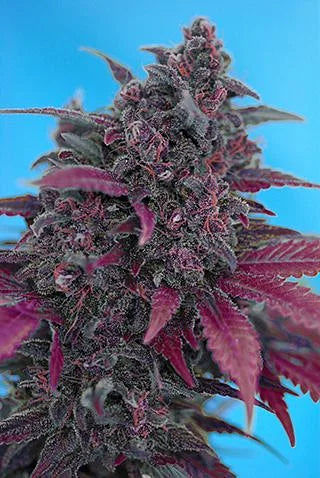 Dark Devil Autoflower Seeds (3 pack)