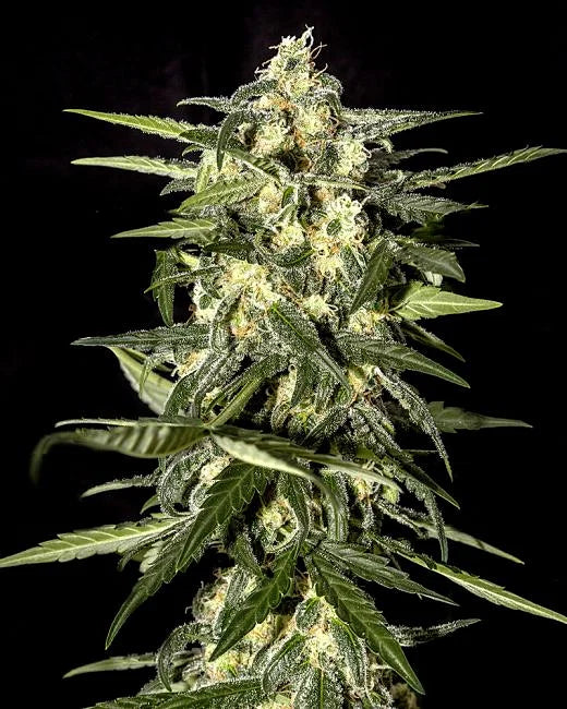 Jack Herer Autoflower Seeds (5 and 10 packs)