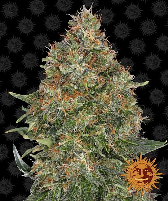 Pineapple Express Autoflower Seeds (3 pack)