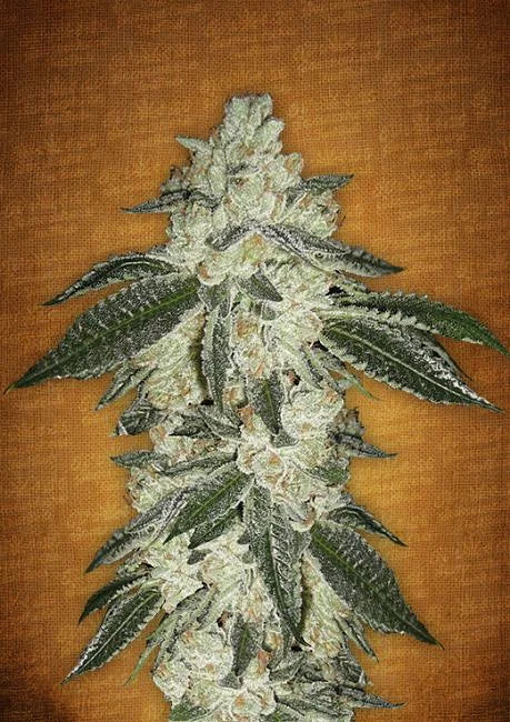 Green Crack Autoflower Seeds (5 and 10 packs)