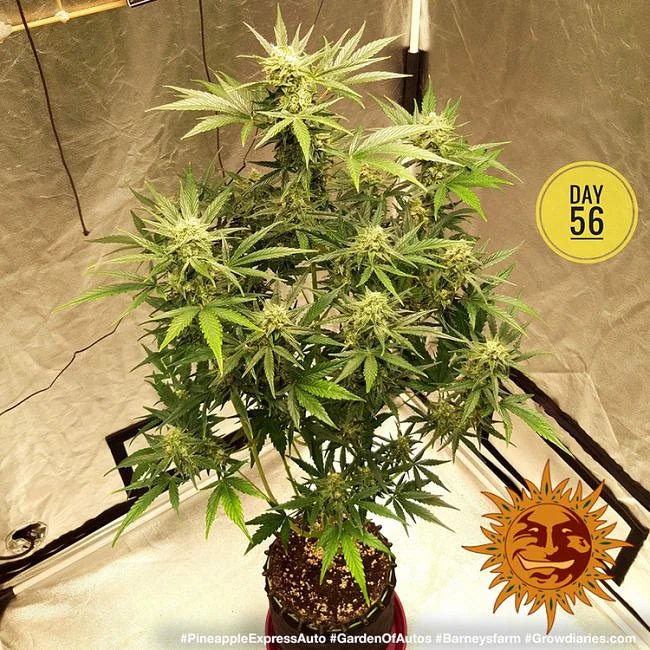 Pineapple Express Autoflower Seeds (3 pack)