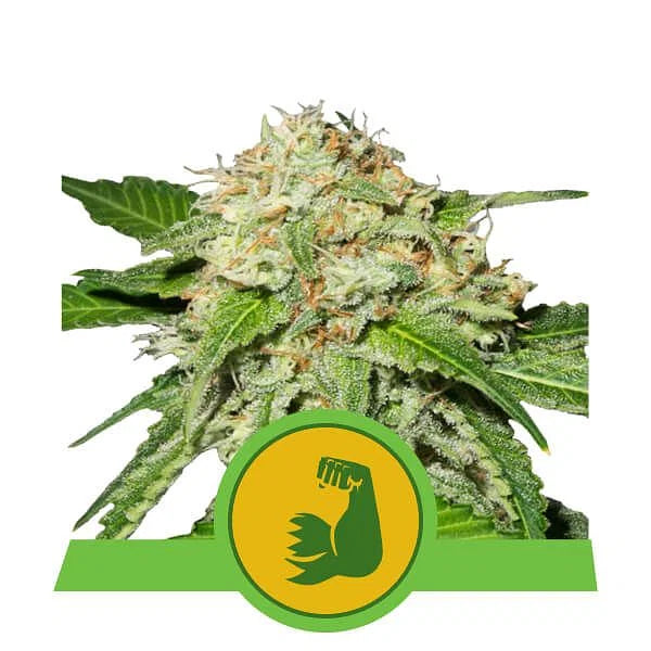 Hulkberry Autoflower Seeds (3 pack)