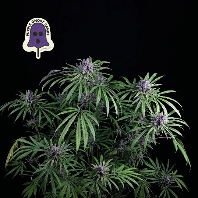 Purple Ghost Candy Feminized Seeds (3 pack)