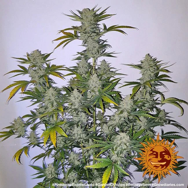 Pineapple Express Feminized Seeds (3 pack)