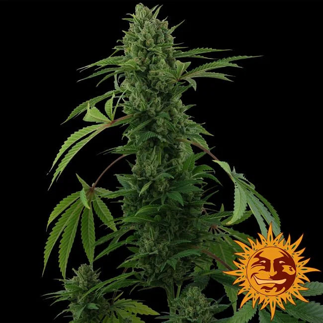 Pineapple Express Autoflower Seeds (3 pack)