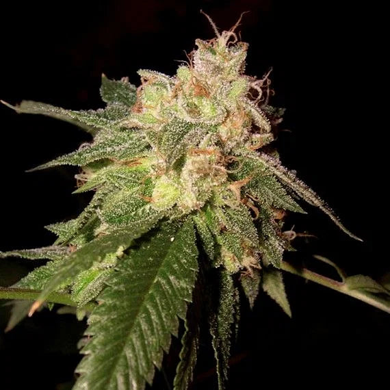 OG Kush Feminized Seeds (5 and 10 packs)