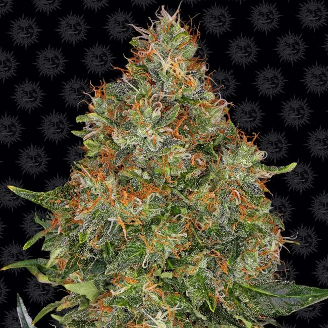 Pineapple Express Autoflower Seeds (3 pack)