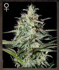 White Lemon Feminized Seeds (5 pack)