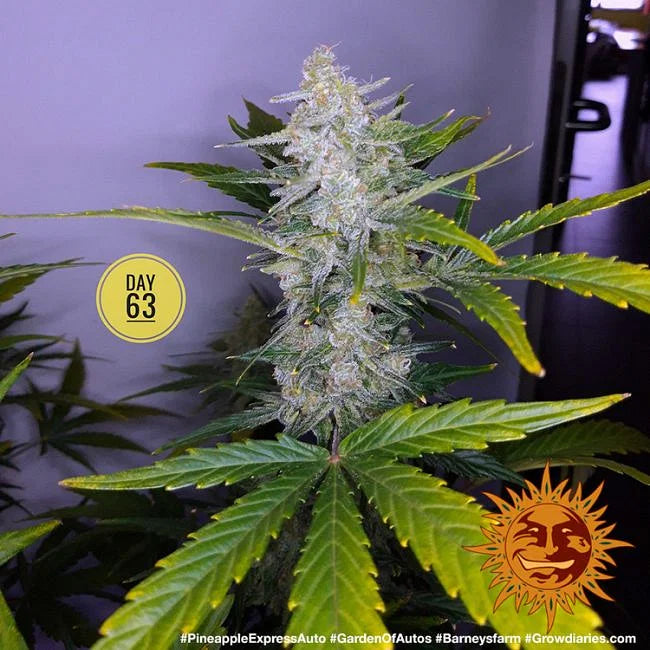 Pineapple Express Autoflower Seeds (3 pack)