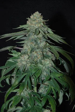 OG Kush Feminized Seeds (5 and 10 packs)