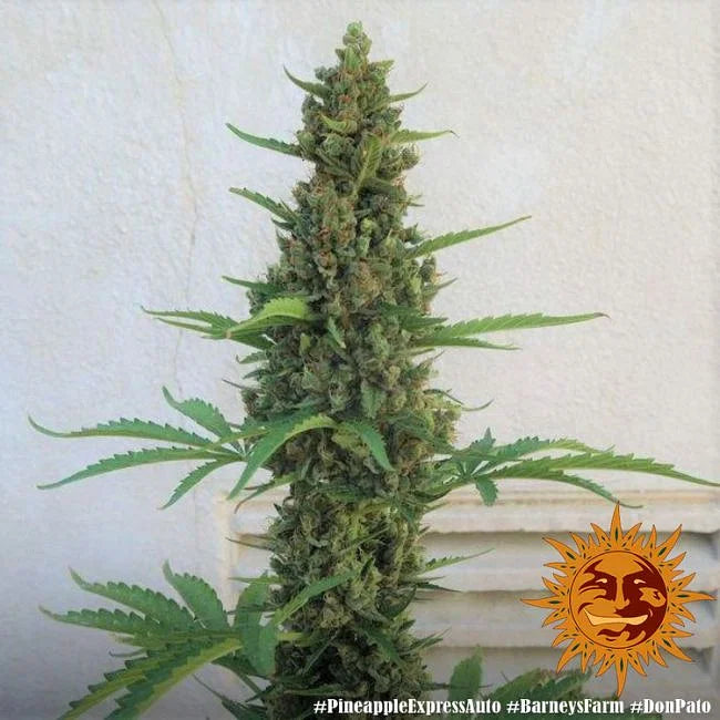 Pineapple Express Autoflower Seeds (3 pack)