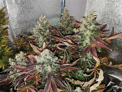 Hulkberry Autoflower Seeds (3 pack)