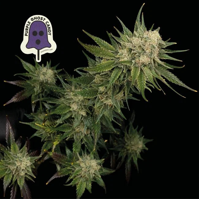 Purple Ghost Candy Feminized Seeds (3 pack)