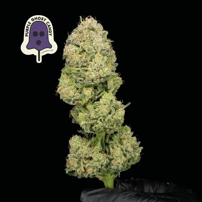 Purple Ghost Candy Feminized Seeds (3 pack)