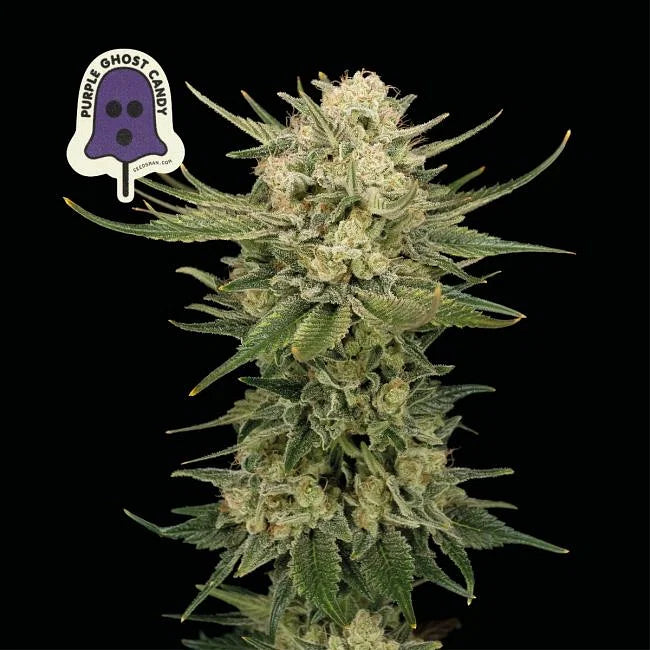 Purple Ghost Candy Feminized Seeds (3 pack)