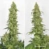 Skywalker Haze Feminized Seeds (5 pack)