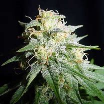 White Widow Autoflower Seeds (5 and 10 packs)